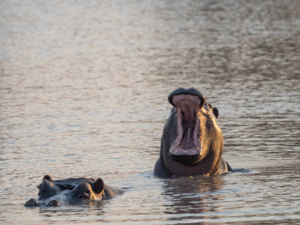 hippo зевать - kruger national park hippopotamus animal mouth animal стоковые фото и изображения