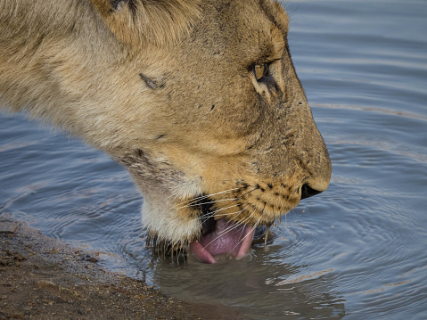 A side view, very close-up of female Lion drinking from a water hole.