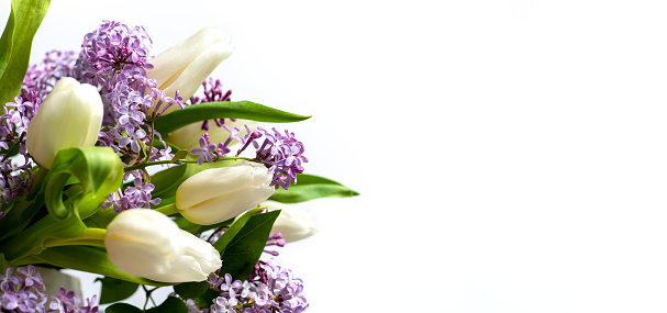 White tulips and blooming lilac branch in the corner isolated on white, close up. With copy space