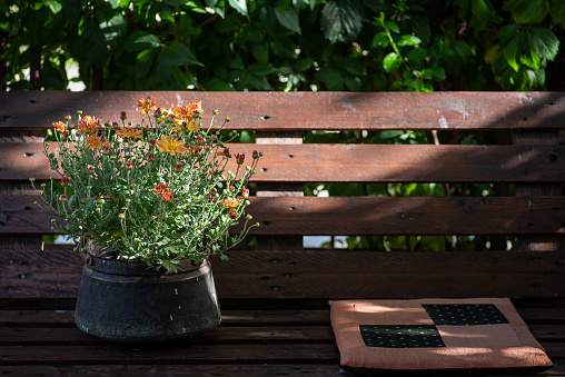 Orange-yellow chrysanthemums in a pot on a wooden bench in the yard