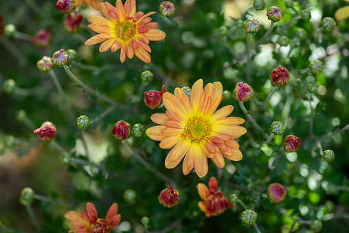 Orange-yellow chrysanthemums in the garden form the background