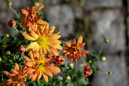 Soaking wet orange flower outdoors on an Autumn morning.