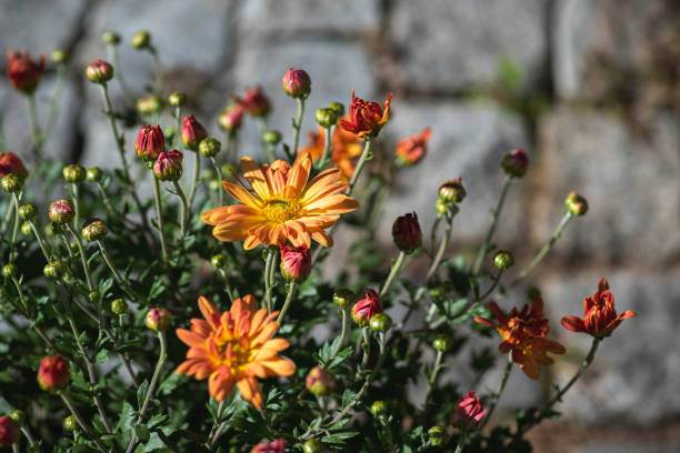Orange chrysanthemums next to the stone path in the yard