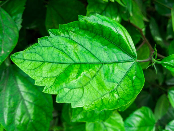 istock Natural green plant leaf. 1812103336
