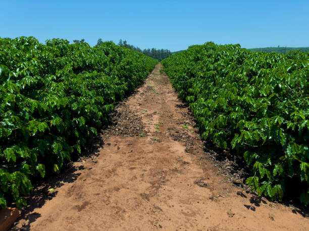 istock View of a beautiful coffee plantation. 1812109550
