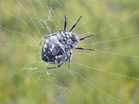 Landscape image of a spider, Nov 2023