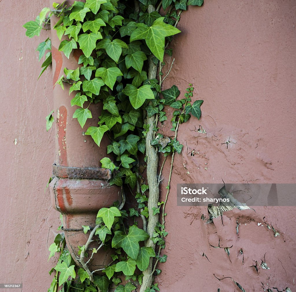 ivy 成長のコテージ drainpipe - コテージのロイヤリティフリーストックフォト