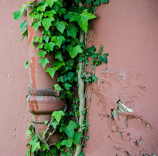 istock ivy growing on a cottage drainpipe 181212367