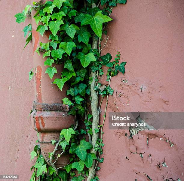 Ivy Crescente Em Uma Casa De Campo Da Canalização - Fotografias de stock e mais imagens de Ao Ar Livre - Ao Ar Livre, Arquitetura, Aço