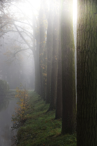 Morning fog in the autumn forest. Morning fog in the forest.
