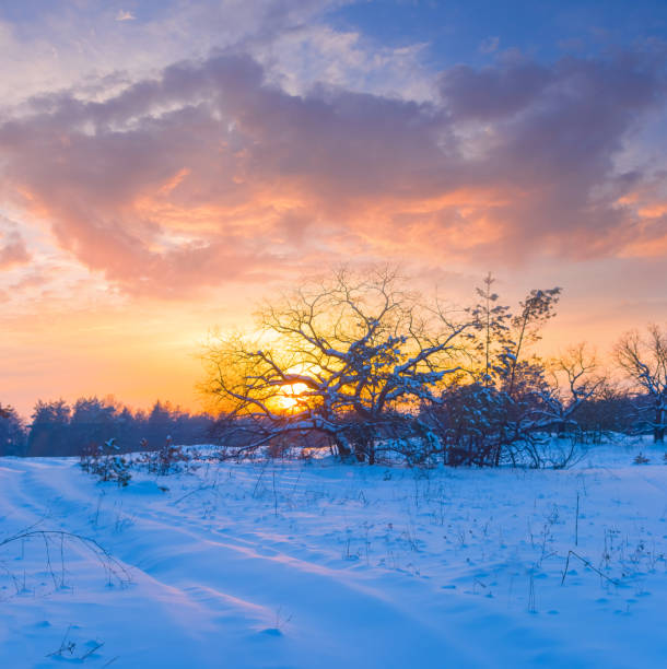 istock winter snowbound forest glade at the sunset 1812136077