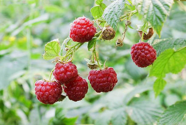 Raspberry berries Ramus of a raspberry with ripe berries rame stock pictures, royalty-free photos & images