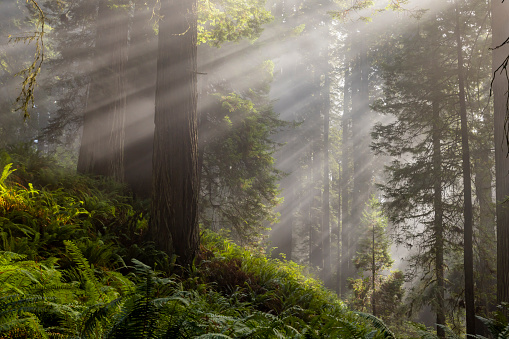Sun beams penatrate through the tall trees in Redwood National and State Park in California.