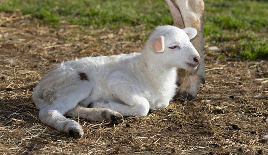 Two young lambs together with their mother in a field in Midlothian, Scotland.