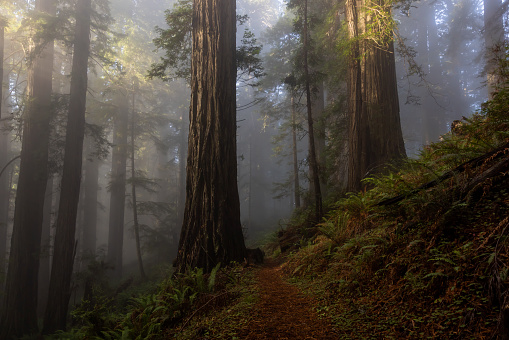 Hiker admires giant redwood trees at Stout Grove in Redwood National Park California USA.