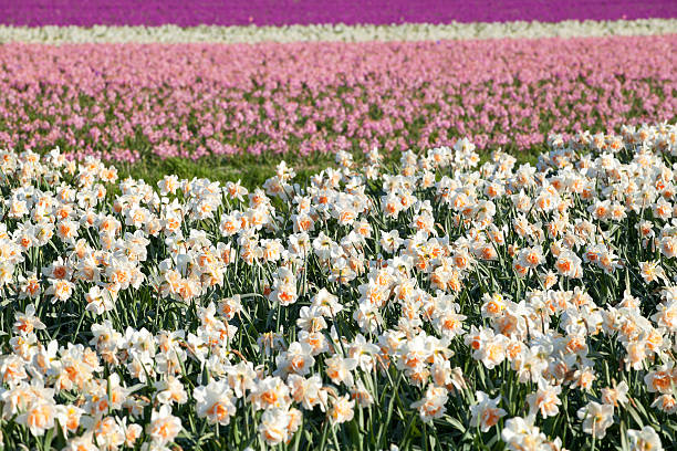 istock narcissus and hyacinth flowers on field 181216639