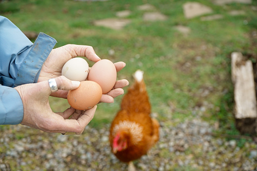 A hand holding three organic eggs with a hen in the background.