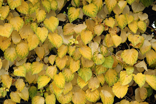 Autumn colour leaves of Climbing Hydrangea