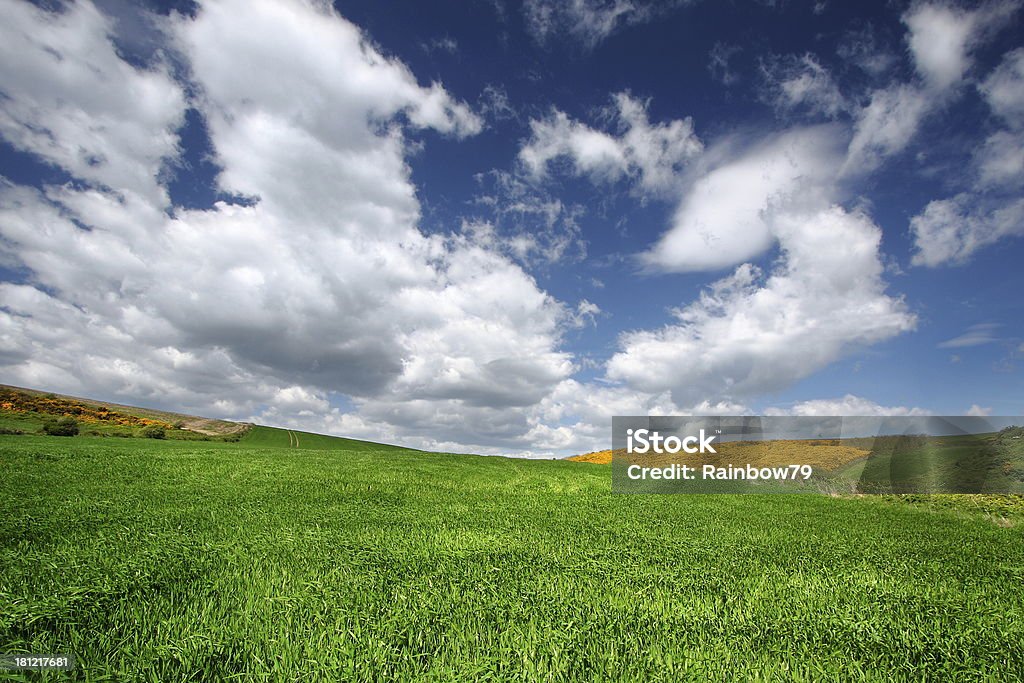 Meadow - Foto stock royalty-free di Agricoltura