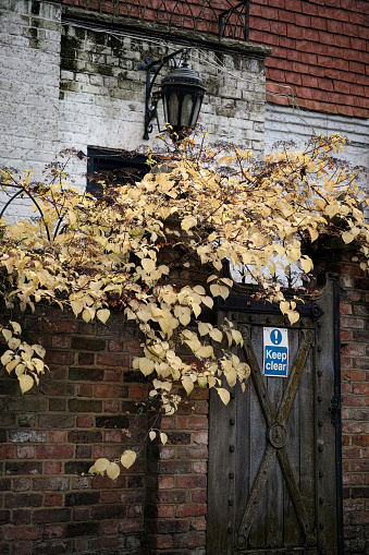 A back door with autumn coloured climbing hydrangea