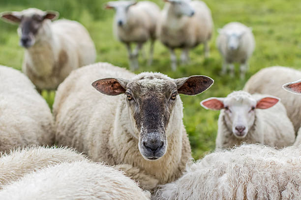 istock sheeps in the countryside 181218273
