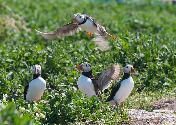 istock Atlantic Puffin on the Farne Islands 181218423