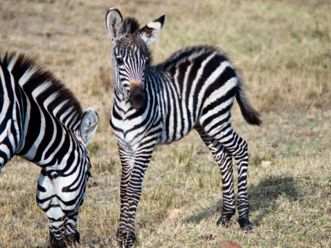 baby zebra standing next to his mother, who eats grass