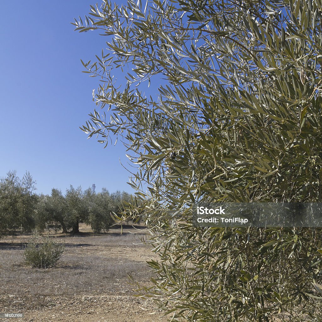 Spanische Olive field - Lizenzfrei Agrarbetrieb Stock-Foto