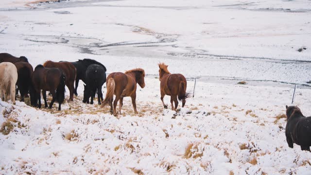 Herd of wild horses grazing in snow field, brown stallion neighing.