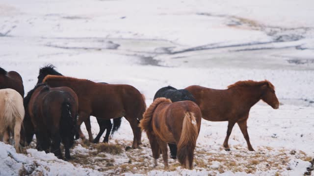 Herd of wild horses neighing together in winter snow field, Iceland.