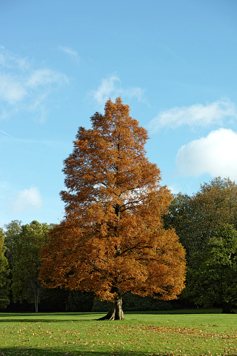 A vigorous, fast-growing conifer with fibrous, orange-brown bark, making a large, narrowly conical tree to 25m tall. Soft, bright green leaflets are held in two opposite ranks, giving the leaves a feathery appearance. Unusually for a conifer, this species is deciduous and the foliage takes on a tawny brown colour before dropping in autumn.