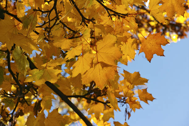 spitzahorn (acer platanoides) in herbstlicher farbe - norway maple stock-fotos und bilder