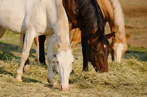 The horses enjoy grazing on the hay in the open paddock, savoring their meal on the farm