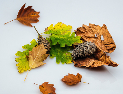 leaves with autumn colors on a transparent white background, in November 2023 in Italy