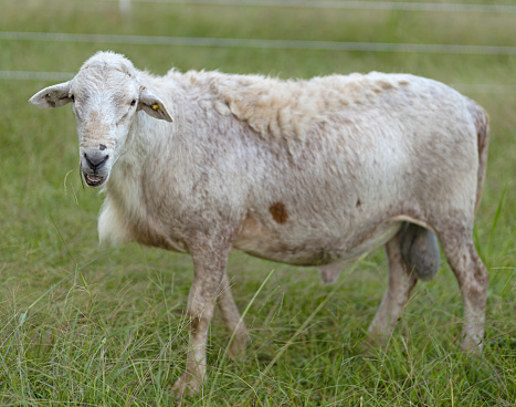 Springtime lambing season on an organic farm in Scotland. A ewe has just given birth to a black and white lamb, which is lying down on a fresh bed of straw. The attentive mother is cleaning the amniotic fluid from the lambs body as it starts to lift its head and start its new life. The care of its mother is bonding and will encourage it to get up on its feet to feed from her for the first time.