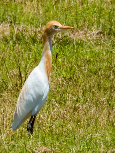 istock Cattle Egret in Queensland Australia 1812261482