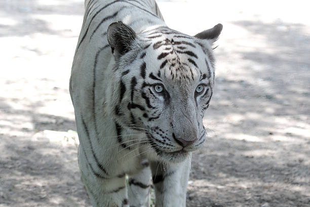white royal bengal tiger at a zoo looking ferociously stock photo