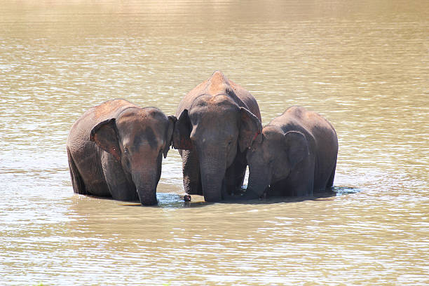 Beautiful group of elephants playing in the river and looking very happy - animal wildlife concepts