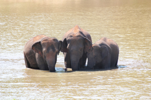 Three majestic indian elephants(Elephas maximus indicus) in lake of an indian forest on a summer day