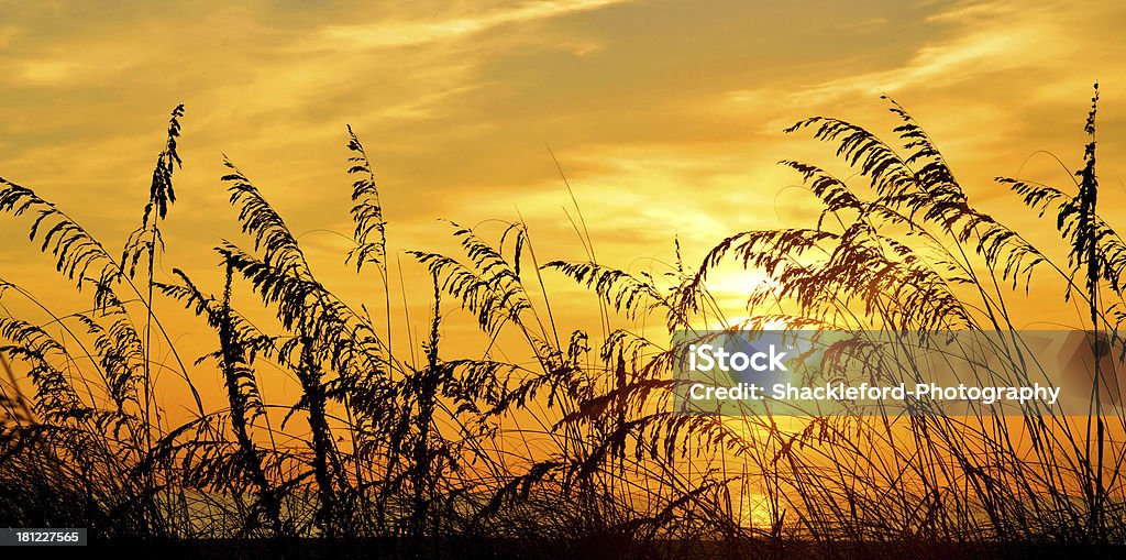 Golden de aveia - Foto de stock de Areia royalty-free