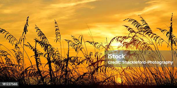 Foto de Golden De Aveia e mais fotos de stock de Areia - Areia, Cena de tranquilidade, Descrição de Cor