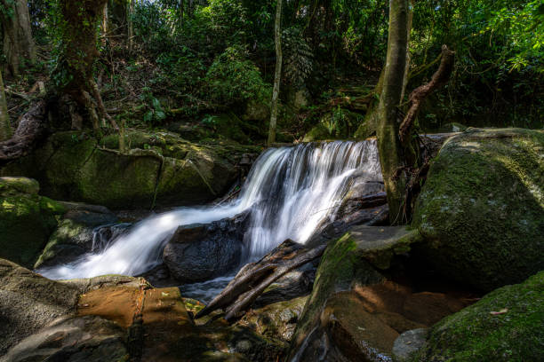 Stream flowing through a rainforest on Ko Samui island in Thailand
