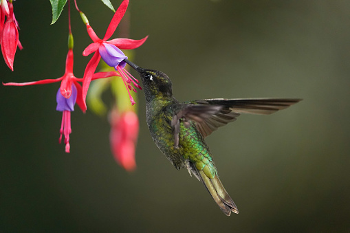 Green hummingbird feeding on tropical forest flowers in the highlands of Costa Rica