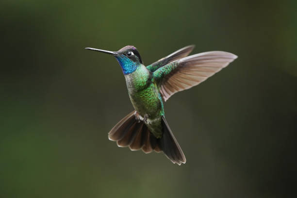 istock Magnificent hummingbird, eugenes fulgens 1812290440