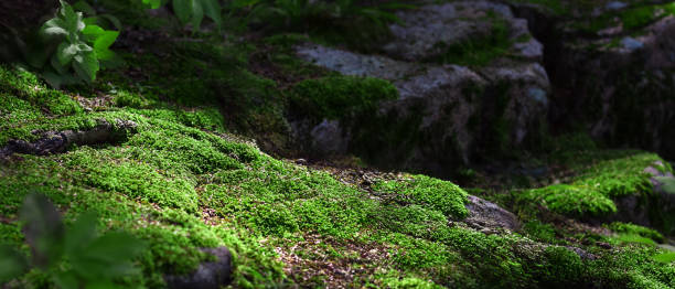 istock Forest floor with rocks covered in moss for product placement, web banner 1812290993