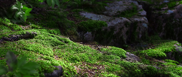 Forest floor with rocks covered in moss for product placement display mockup, web banner