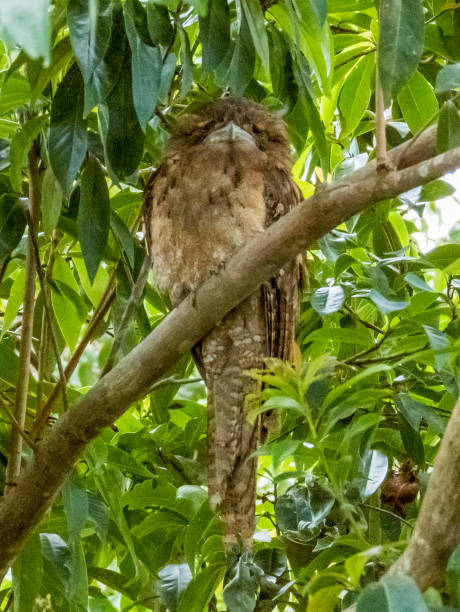 istock Papuan Frogmouth in Queensland Australia 1812292643