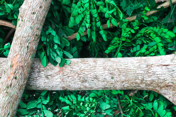 Rainforest tree or Samanea saman, Leguminosae Mimosoideae being cut down