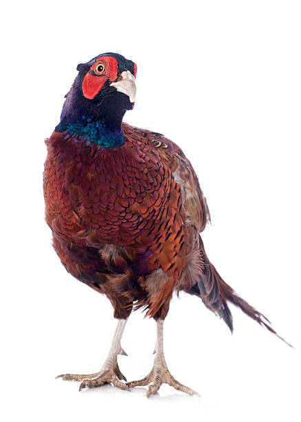 istock Male European Common Pheasant 181229826