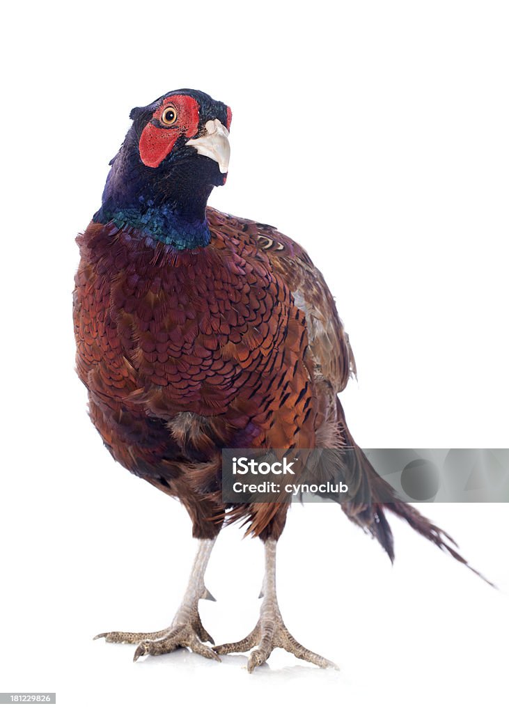 Male European Common Pheasant Male European Common Pheasant, Phasianus colchicus, in front of white background Hunting - Sport Stock Photo